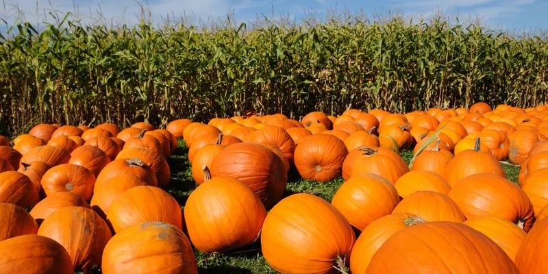pumpkins.jpg